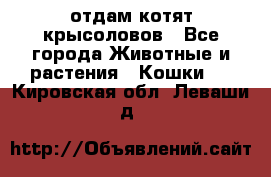 отдам котят крысоловов - Все города Животные и растения » Кошки   . Кировская обл.,Леваши д.